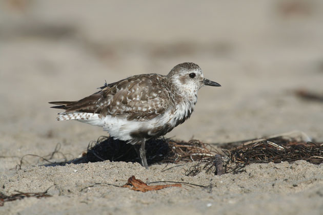 Black-bellied Plover